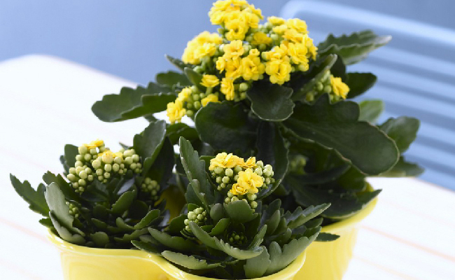 园艺植物