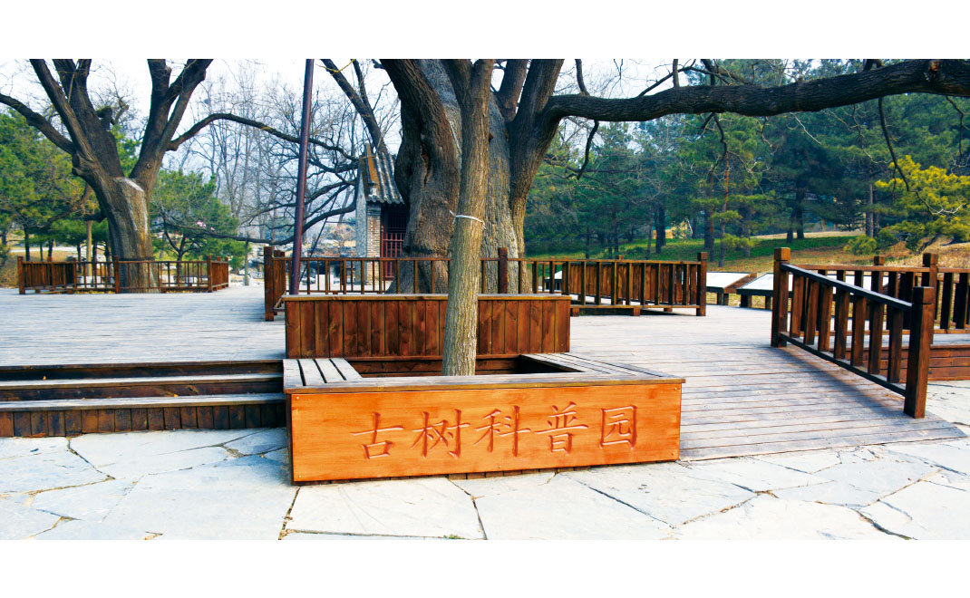 北京市植物园古树科普园