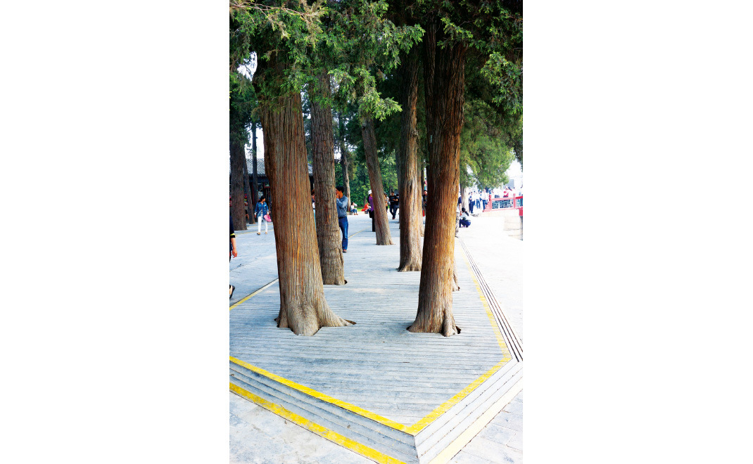 颐和园古树根系保护